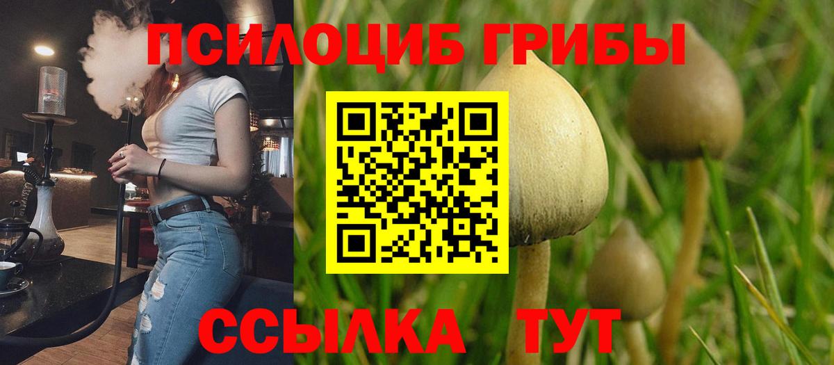 Избербаш  Псилоцибиновые грибы MAGIC MUSHROOMS  Вход с VPN 